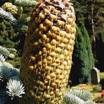 Abies procera Gyümölcs