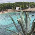 Agave americana Листок