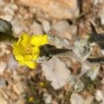 Pulicaria gnaphalodes Flower