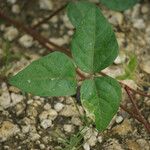 Vigna luteola Folio