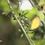 Geniostoma borbonicum Плод