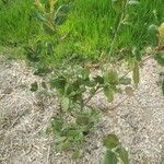 Quercus phillyreoides Yaprak
