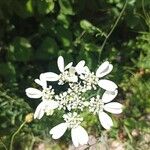 Orlaya grandiflora 花