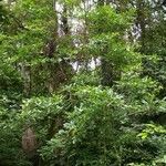 Lonchocarpus oliganthus Агульны выгляд
