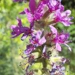 Lythrum salicariaFlower