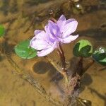 Pontederia diversifolia Blomst