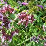 Origanum majoranaЦветок