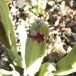 Euphorbia sipolisii