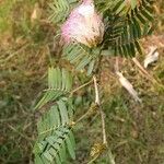 Calliandra surinamensis Feuille