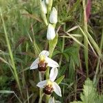 Ophrys apiferaFlower