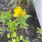 Oenothera fruticosaBlüte