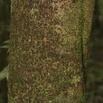 Matayba stenodictya Corteza