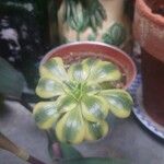 Aeonium decorumLeaf