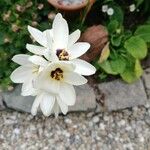 Ixia maculata Floro