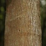 Abarema gallorum Ŝelo
