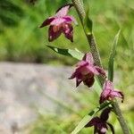 Epipactis atrorubens Λουλούδι