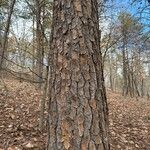 Pinus virginiana Bark