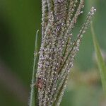 Paspalum paniculatum Flower