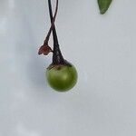 Solanum jasminoides Fruto
