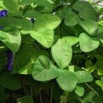 Clitoria ternatea Blad