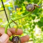 Dioscorea bulbifera Frutto