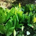 Lysichiton americanus Cvet