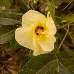 Gossypium hirsutumFlower