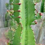 Euphorbia abyssinica Blad