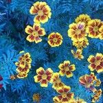 Tagetes patula ശീലം