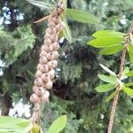 Melaleuca leucadendra Frukt