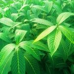 Sanchezia nobilis Folha