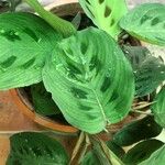 Maranta leuconeuraFrunză