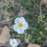 Helianthemum almeriense 花