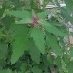 Chenopodium giganteum Leaf