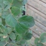 Guaiacum officinale Leaf