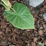 Alocasia odora Liść