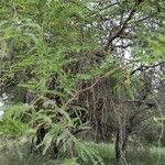 Prosopis affinis Leaf
