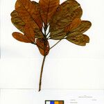 Williamodendron spectabile ᱮᱴᱟᱜ