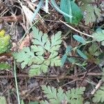 Geranium purpureumBlatt