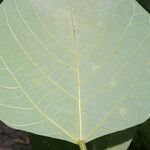 Erythrina globocalyx Lapas