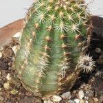 Echinocereus viridiflorus Συνήθη χαρακτηριστικά