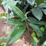 Hoya carnosa Leaf