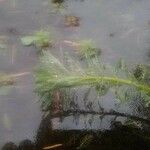 Myriophyllum aquaticum Leaf