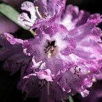 Rhododendron anthosphaerum Кветка