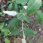 Salvia discolor Feuille