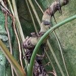 Anthurium veitchii 樹皮