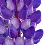 Lupinus polyphyllus Квітка