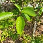 Prunus cerasus List
