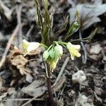 Cardamine enneaphyllos Кветка