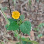 Sida cordata Floare